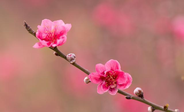 中年走长生桃花运(已婚女人走桃花运)