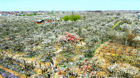 砀山张何庄观香(砀山关帝庙张庄村)