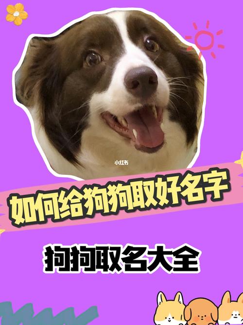 取名狗名字大全 狗名起名