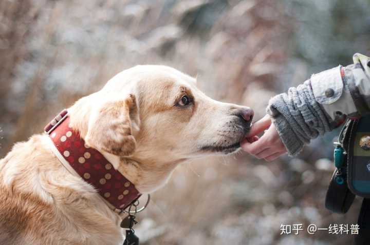 狗对人有感情吗知乎 赛文婷成员真的感情很好吗知乎