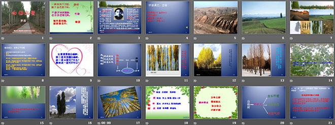 《白杨礼赞》ppt课件