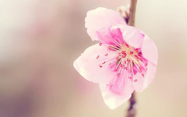 怎样提高桃花运(增加桃花运)