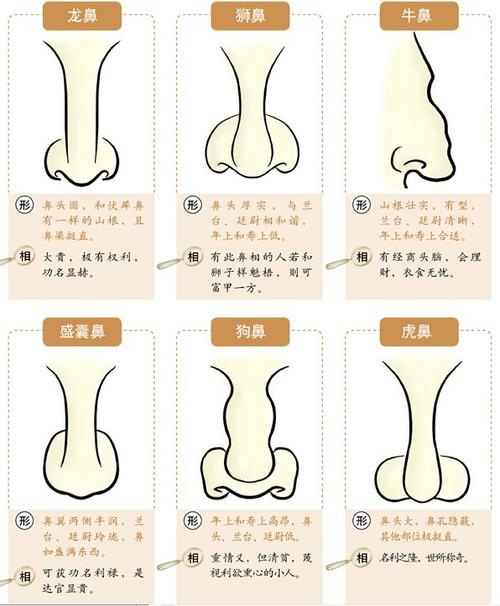 面相中什么鼻相最好(什么样的鼻相是好的鼻相)